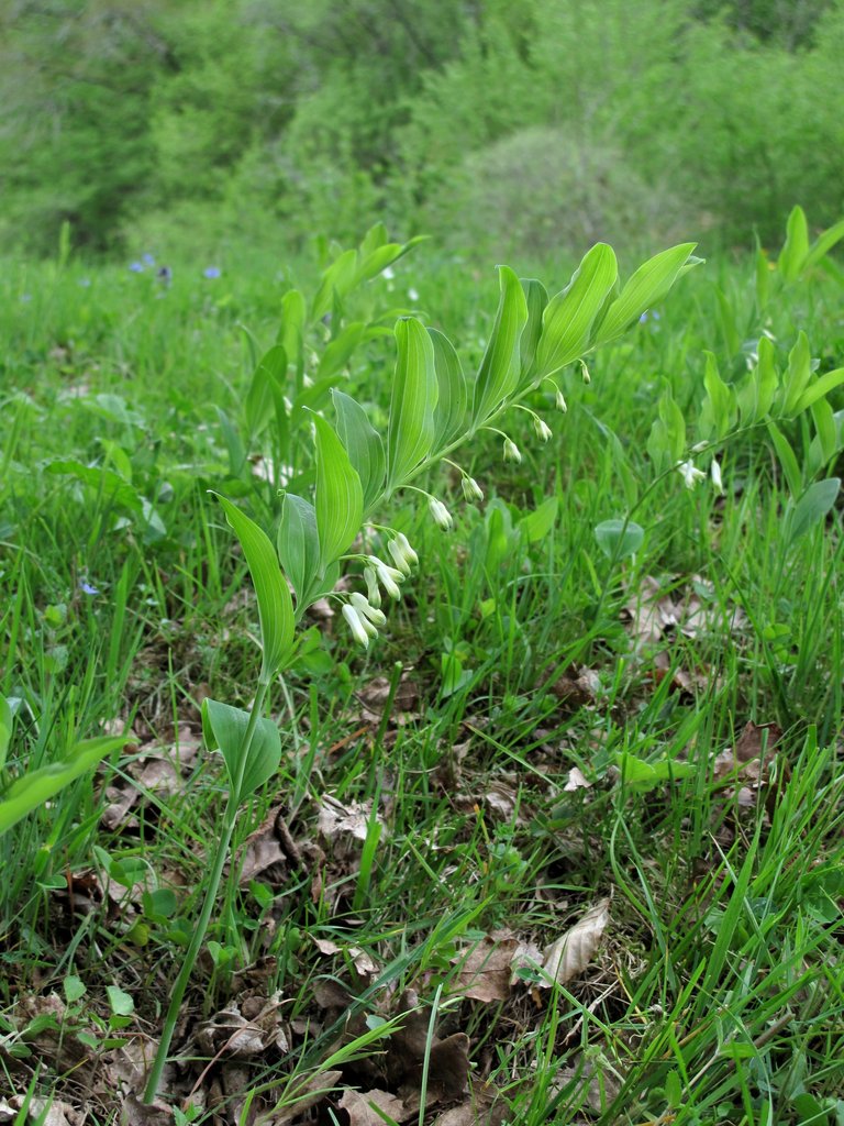 Polygonatum multiflorum